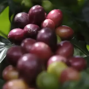 Tour del café, cacao y cascada escondida